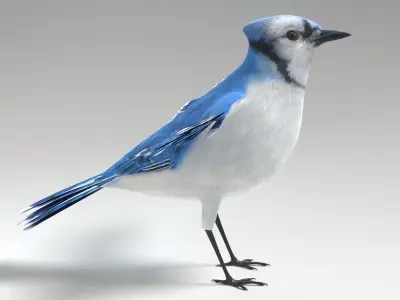  Blue Jay Animated 
