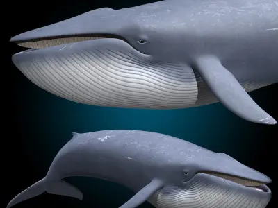 Blue Whale 3D model get