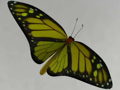 Butterfly 3D model shop