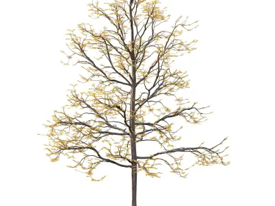 Mountain Ash Tree 08 3D model
