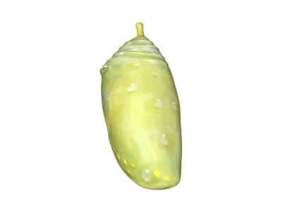 Cocoon butterfly chrysalis Low-poly 3D model