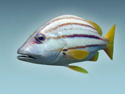 Snapper Fish 3D model