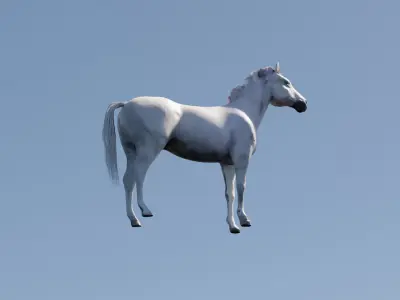 White Horse Free 3D model