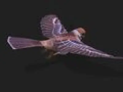 Sparrow  with 256 frames of action  Low-poly 3D model