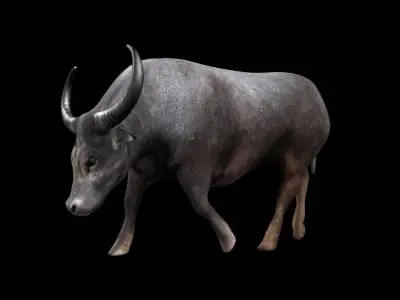 3DS Max Water Buffalo Rigged Low-poly 3D model