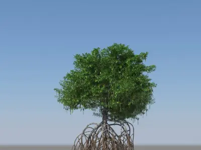 Mangroves 3D model