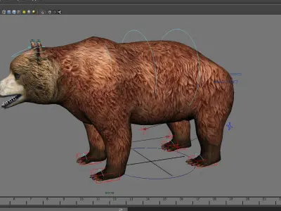 mammal wildlife zoo animal nature danger bear male short  3D model