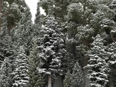 40 Conifer Trees with snow 3D model