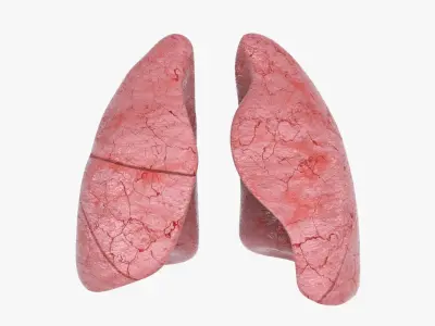  Lungs 