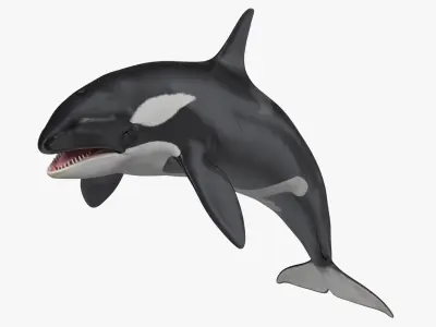 Killer Whale Rigged for Maya 3D model