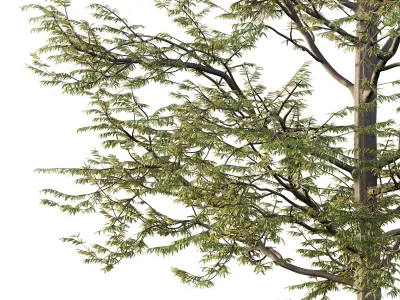Mountain Ash Tree 11 3D model