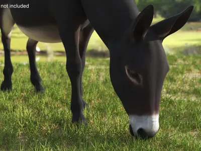  Farm Mammal Eating Dark Brown 
