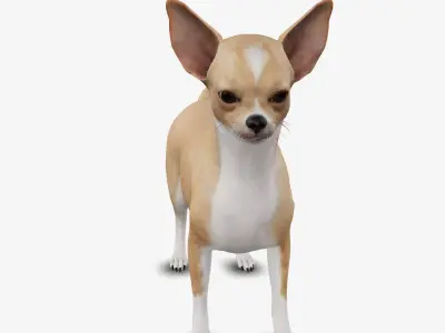 dog chihuahua Low-poly 3D model
