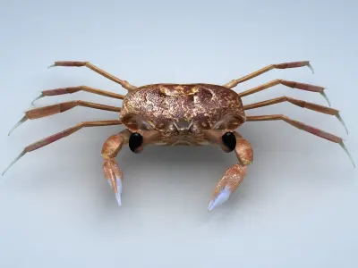 Ocypode stimpsoni Ghost Crab Low-poly 3D model