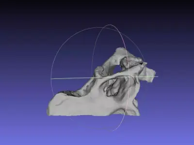 Psittacosaurus Right Half of Skull Free 3D print model