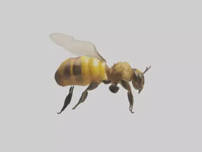 Honeybee flying model Low-poly 3D model