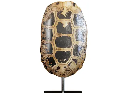Sculptures 09 3D model