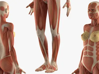 Male and Female Muscular System Anatomy Collection 3D model