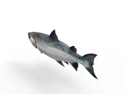Salmon fish 3D model purchase