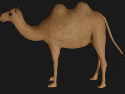 fully rigged low poly camel 3 Low-poly 3D model