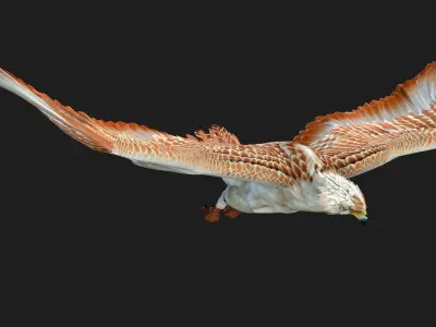 Eagle V2E 3D model