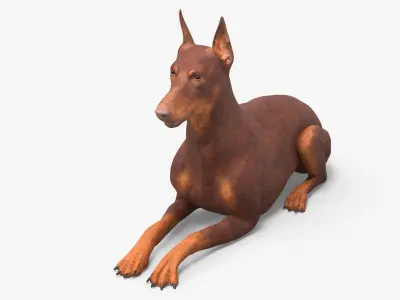 Doberman Dog Brown Lying Down 3D model