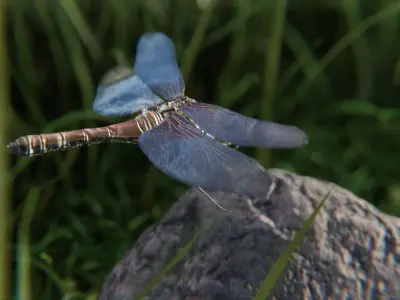 dragonfly 3D model buy