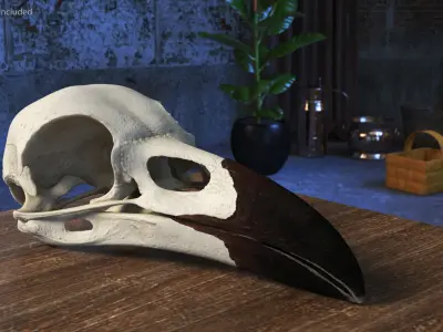  Crow Raven Skull Anatomy Model Dark Beak 