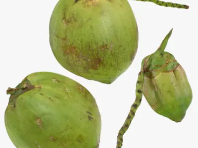 Green Coconut Collection 1 3D model