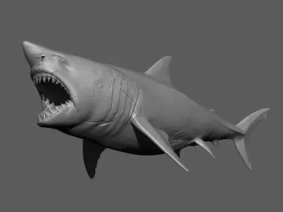Great White Shark  3D model
