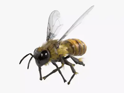 Bee lowpoly Low-poly 3D model
