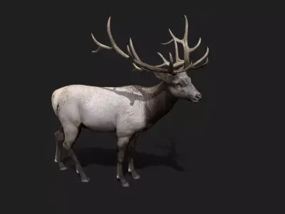 Deer Animated and Rigged  Low-poly 3D model