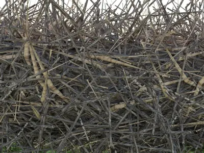  BIRDs NEST 3D model