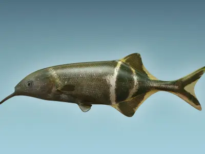 Elepant Nose Fish 3D model