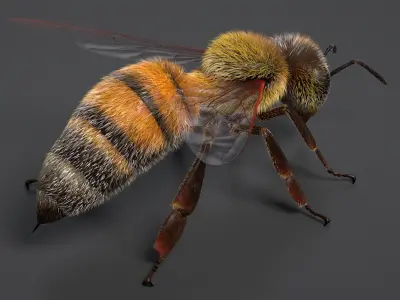 Realistic Honey Bee 3D model purchase