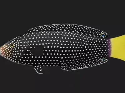 Wrasse Low-poly 3D model 7