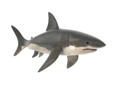 Great White Shark 3D model 4