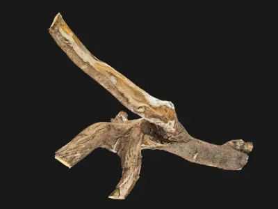 Tree trunk wood branch 3d scan 3D model