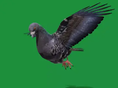 Pigeon Bird Breed Free low-poly 3D model