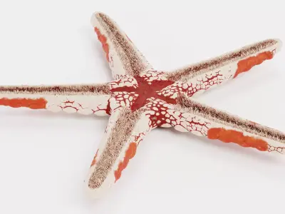 -Necklace Starfish V2- 3D model