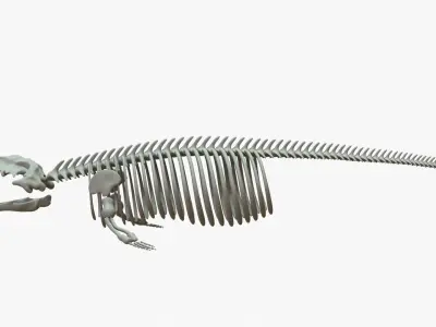 Gray Whale Rigged Skeleton Low-poly 3D model