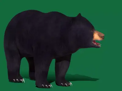 Louisiana Black Bear Free 3D model