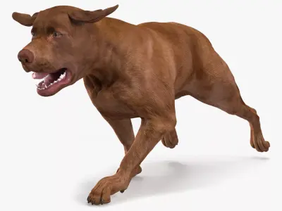 Running Brown Retriever Dog Animated Rigged for Maya 3D model