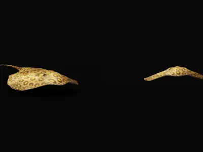 Stingray Low-poly 3D model 5