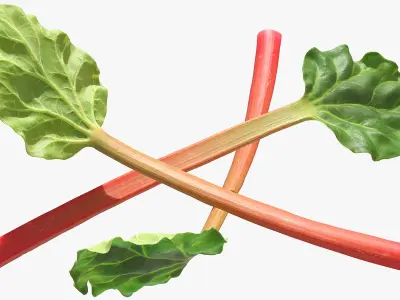 Rhubarb 3D model