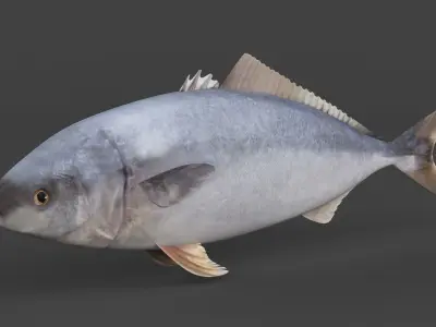 Tuna Fish 3D model