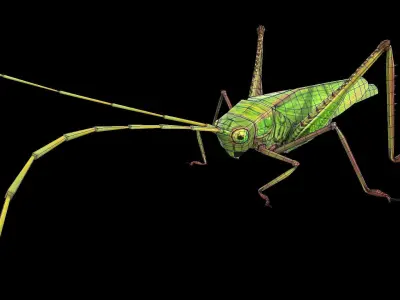 Grasshopper Animals  Low-poly 3D model