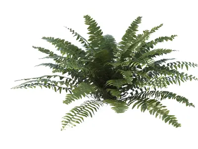 Sword Fern Bundle 3D model purchase