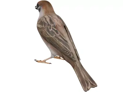Sparrow 3D model