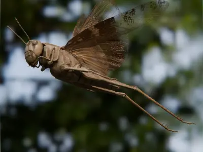 Locust Grasshopper Low-poly 3D model